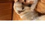 THE_THINGS_1,2, AND 3_