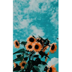 indy Aesthetic group