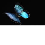 Crystal Blue Butterfly Squad