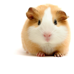 Guinea pig club ye
