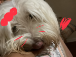Dogs and angel