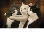 Kitty cats join this group