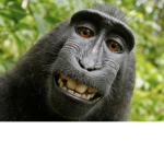We are the 3 monkeys