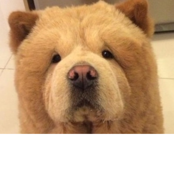 [RIHL] Season 2 Stadium