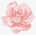 Pinky rose playz group