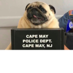 Pug Criminals!