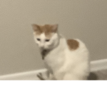 Kittys cats are awesome!