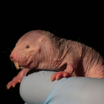 De Rat Club