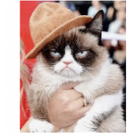 Twinkie the cat