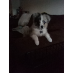 #@dog