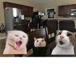 Cats are cool cats only