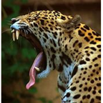 THEToxicJaguars