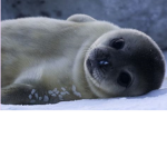 cuteys and cute