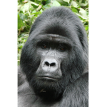 Gorilla Gang..