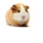 The Guinea Pig loverz