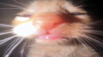 sickjoe5