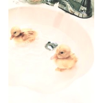 duckiez shop!