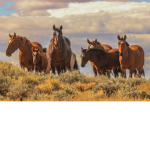 Alexa's Horse Crew