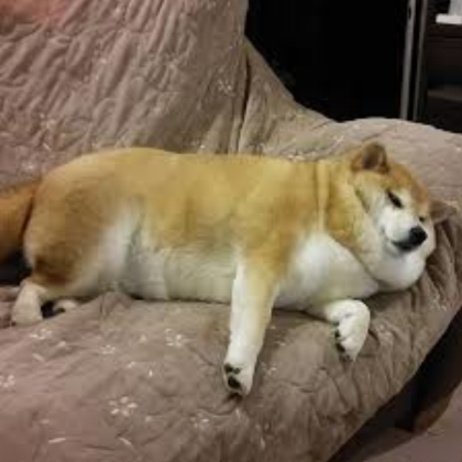 a Shiba Inu chilling Roblox decal