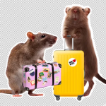 The Official Ratata Army.