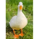 The Wonderful Duckies 🦆
