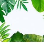 Tropical Vibe$
