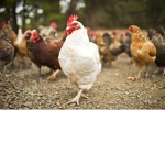Skinny chicken number two