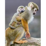 The monkey experience