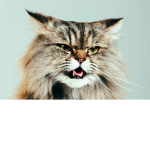 im a cat!!!