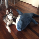 Meme, Shark, Husky DAB!