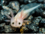 Axolotls Are Pogchamp