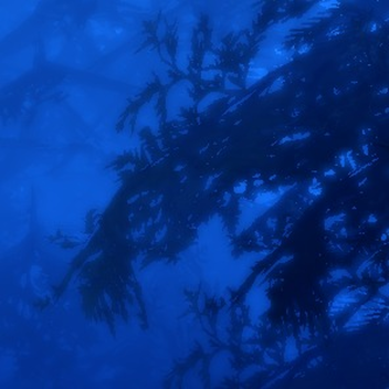 Second or Azure Life? Wait What?