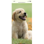 K9 protection group