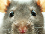 The Official Rat Fan Club