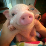 Pigs r cute;>