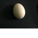 egg community for egg people