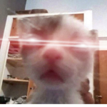 Stoneheart’s Kittens