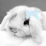 *~Bunny~*