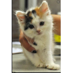 The calico group