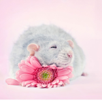 Wonderful Rat team