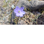 Flowers cute