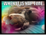 Puppies rule cats drool