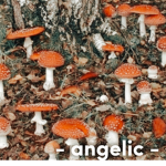 - Angelic-
