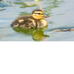 Da Duckies Offical