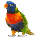 Parrot Shop