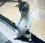 Julia The Kitty