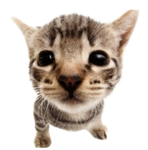 ElGatitoFans