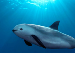 Vaquita.marina