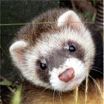 Ferret Lovers.