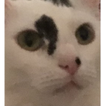 AwsomeGang
